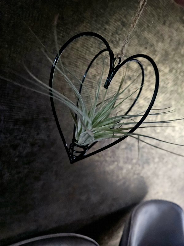 Metalen hartje met airplant - Afbeelding 2