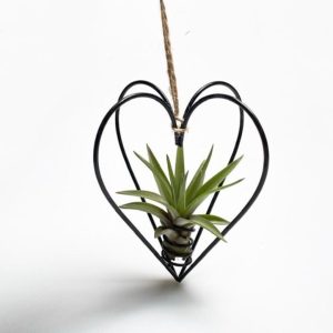 Metalen hartje met airplant