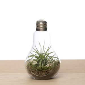 Gloeilamp met luchtplant en mos